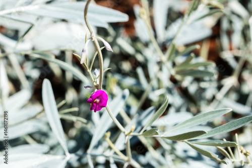 Bright purple pea flower against silver foliage photo