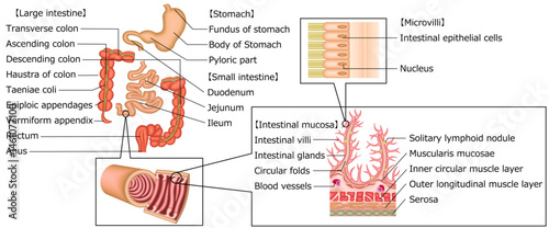 消化器　胃　十二指腸　小腸　大腸　イラスト　英語
