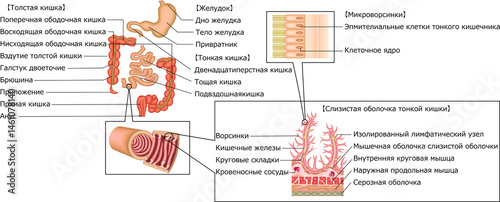 消化器　胃　十二指腸　小腸　大腸　イラスト　ロシア語