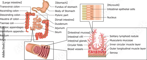 消化器　胃　十二指腸　小腸　大腸　イラスト　英語