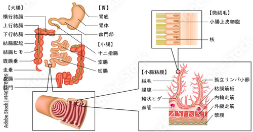 消化器　胃　十二指腸　小腸　大腸　イラスト　日本語
