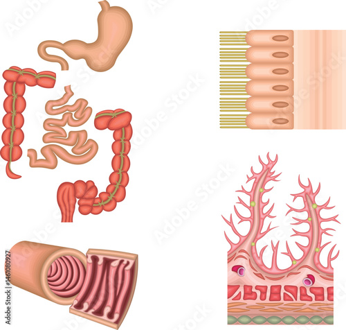 消化器　胃　十二指腸　小腸　大腸　イラスト