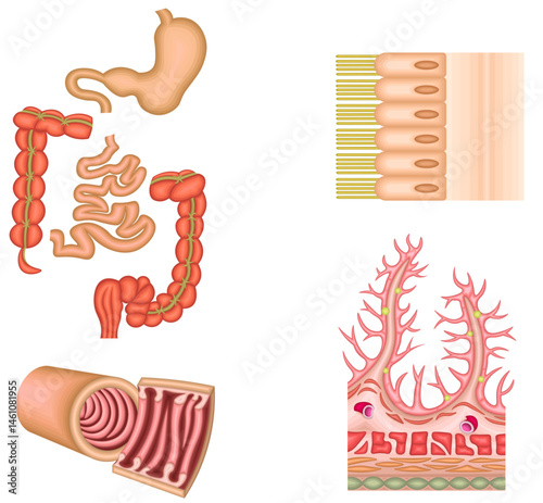 消化器　胃　十二指腸　小腸　大腸　イラスト