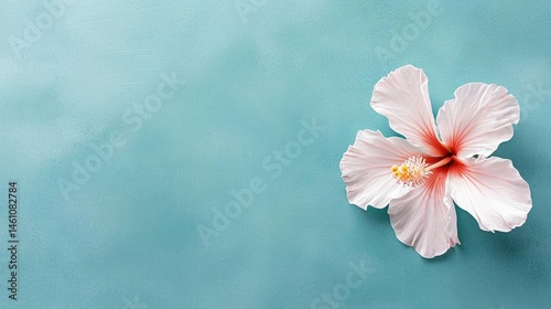 Flat lay of a single pink hibiscus flower on a light blue background.