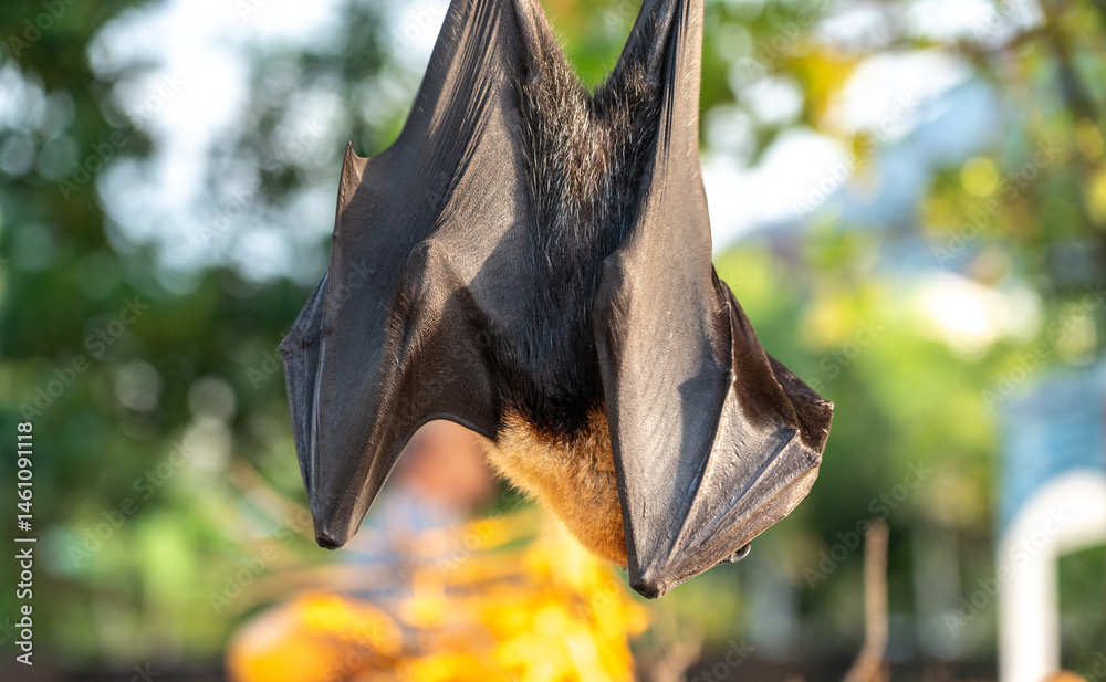 Fruit bat, pteropus seychellensis muzzle, seychelles flying foxes close-up on blurred background