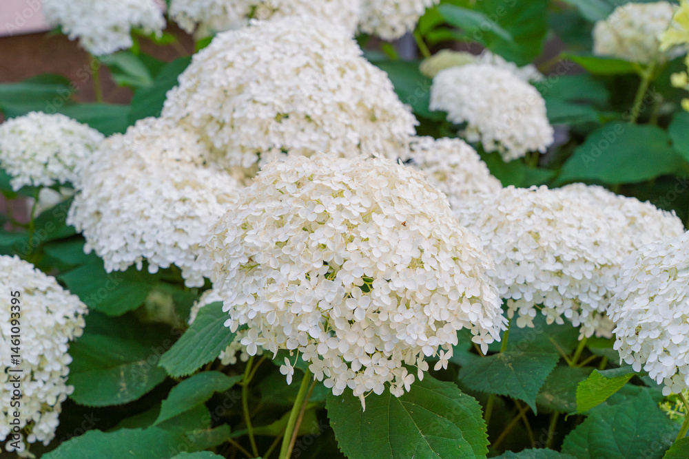 Hydrangea Flowers, Blooming White Hortensia, Hydrangea Paniculata Flower Closeup, Large Inflorescences