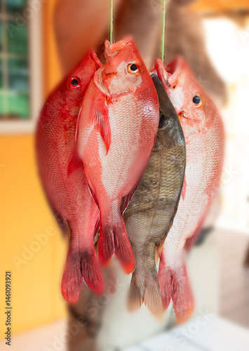 Red Snapper fish close up, Lutjanus or seabream, Sebastes fresh sea food, raw uncooked