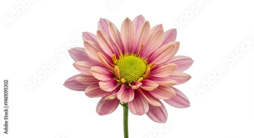 Radiant pink chrysanthemum blossom with a vibrant green center on white background