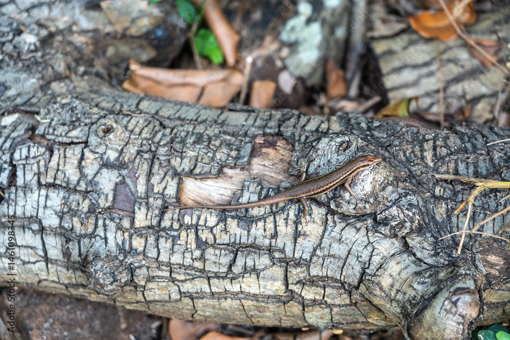 Brown skink lizard on cracked wood bark in tropical forest of Seychelles