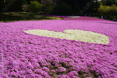 creeping phlox