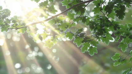 Spring green foliage border with a blurred sunlight background, a nature and fresh concept for banner design. Green leaves in the sunlight, a nature and spring concept.