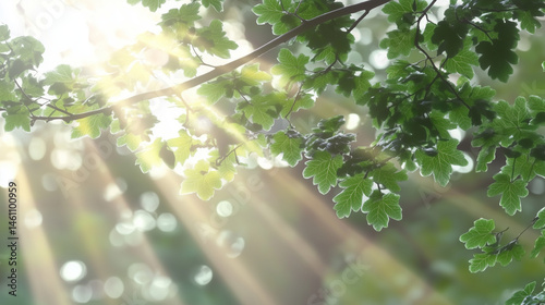 Spring green foliage border with a blurred sunlight background, a nature and fresh concept for banner design. Green leaves in the sunlight, a nature and spring concept.