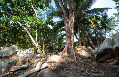 Large tree with exposed roots growing along a rugged trail in a tropical forest on La Digue Island