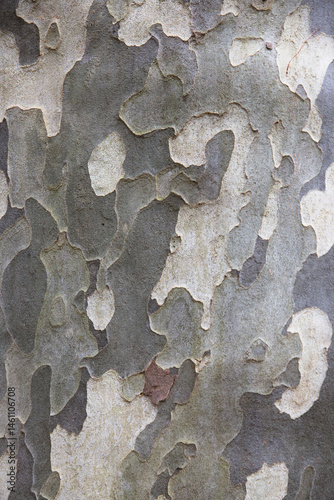 Mottled pattern of bark on a plane tree