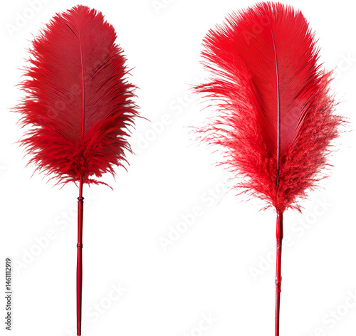 Feather Duster on a Transparent Background