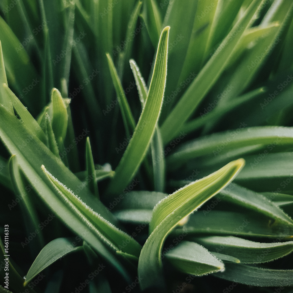 Obraz premium Green spring grass in rays of warm light. Close-up view of fresh plant sprouts early spring morning,