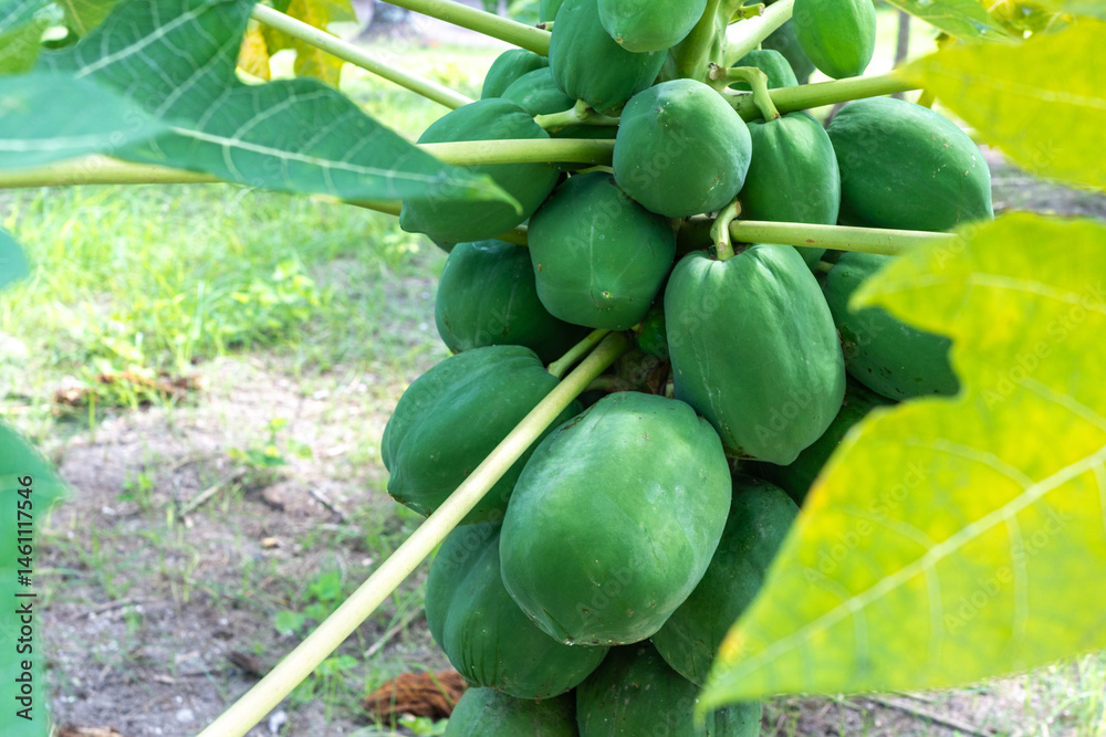 Papaya fruit tree on seychelles farm. Carica papaya ripe fruits in sunny garden, pawpaw harvest