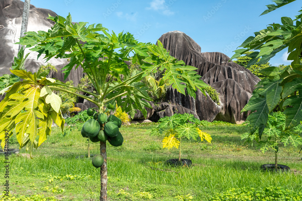Papaya fruit tree on seychelles farm. Carica papaya ripe fruits in sunny garden, pawpaw harvest