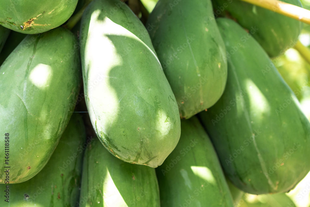 Papaya fruit tree on seychelles farm. Carica papaya ripe fruits in sunny garden, pawpaw harvest
