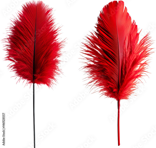 Feather Duster on a Transparent Background