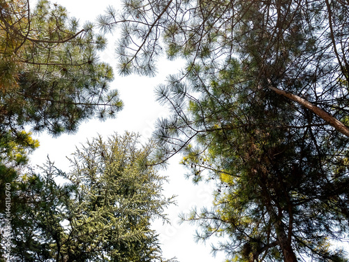 Bottom view of trees on transparent background