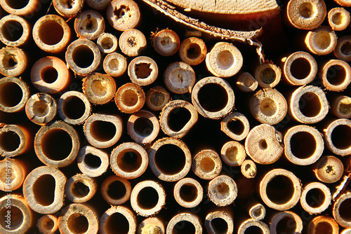 Close-up of insect hotel made from bamboo and cut wood with drilled nesting holes photo