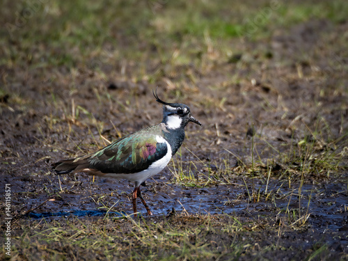 Lapwing (Vanellus vanellus) foraging in a wet meadow in the morning sun.