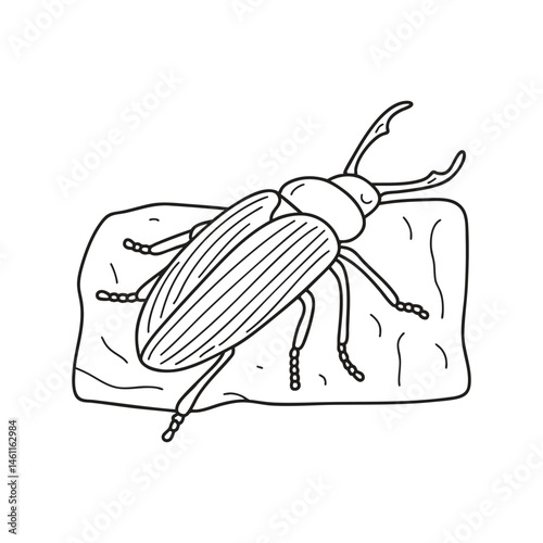 A snout beetle sitting still on a stone surface