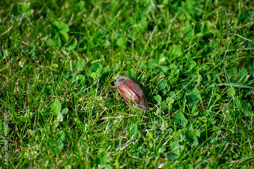chafer on the grass