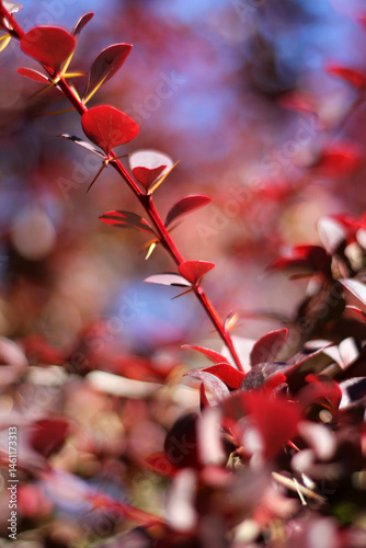 Detail of red berberis stem with spines