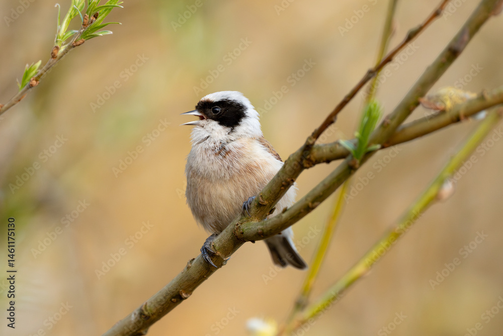 Fototapeta premium Eurasian Penduline Tit Bird On A Branch