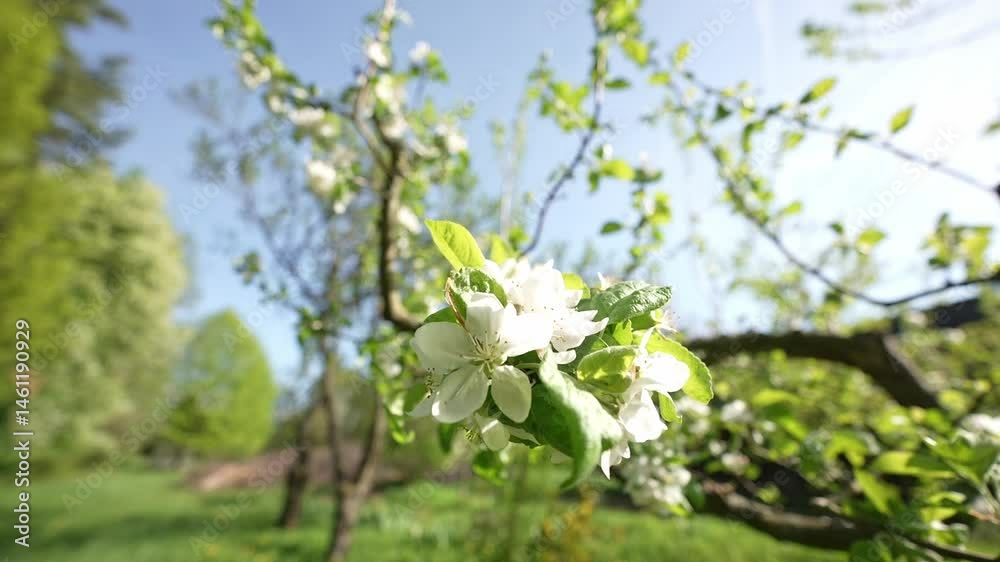 Close-up of white blossoms on cherry tree branch in a sunlit rural setting, surrounded by fresh green foliage and a peaceful natural environment. Close-up of white blossoms on cherry tree branch in a sunlit rural setting, surrounded by fresh green foliage and a peaceful natural environment.