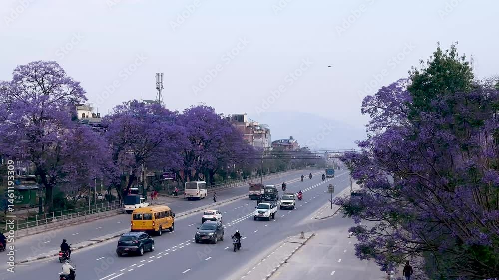 Landscape view of blossom jacaranda flower on highway road.