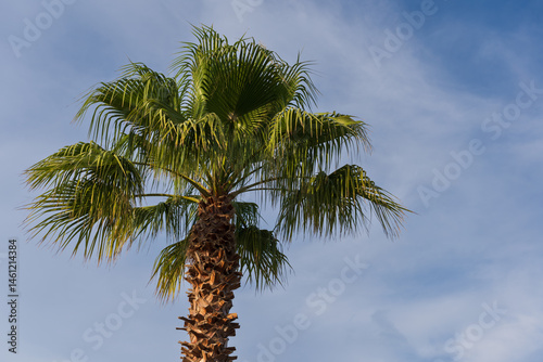 Tall palm tree with lush green fronds against a bright blue sky with soft clouds, background with ample copyspace for text.