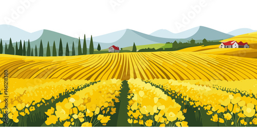 Yellow rapeseed field blooms in spring agriculture vector graphic design