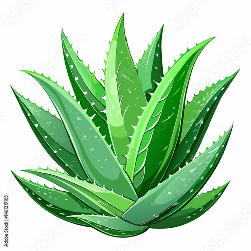 A detailed vector of aloe vera leaves with gel visible, isolated on a white background