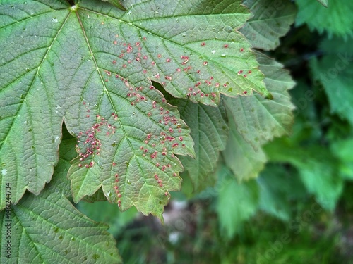 Close-up of a currant leaf damaged by gall mites, showing red blister-like galls on the surface
