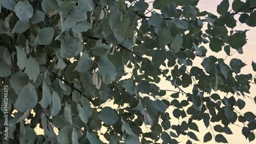 Gentle breeze rustling through eucalyptus leaves at sunset.
