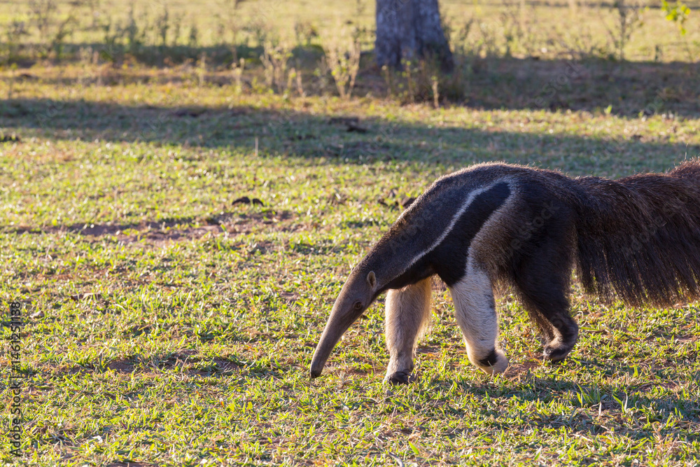 Anteater