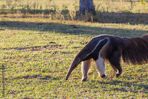 Obraz na płótnie Anteater w salonie