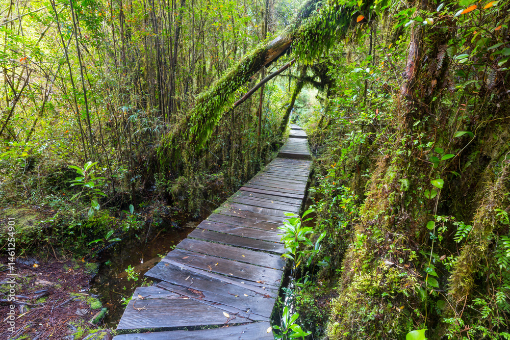 Forest in South Chile