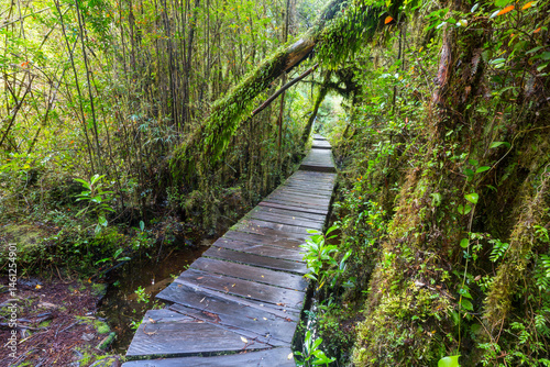 Obraz na płótnie Forest in South Chile w salonie