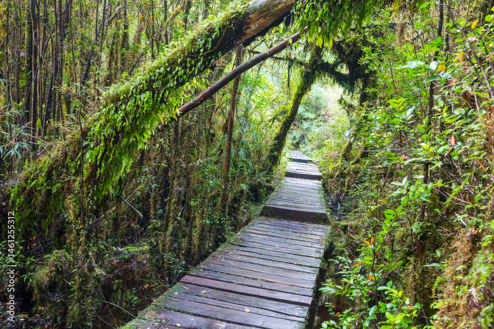 Forest in South Chile