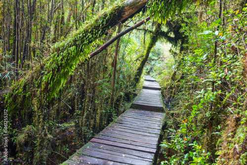 Obraz na płótnie Forest in South Chile w salonie