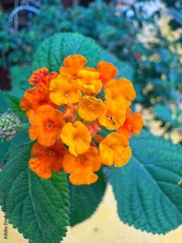 Orange color West Indian Lantana Flower or Bunga tahi ayam. Nature Background. Macro Photography. Closeup