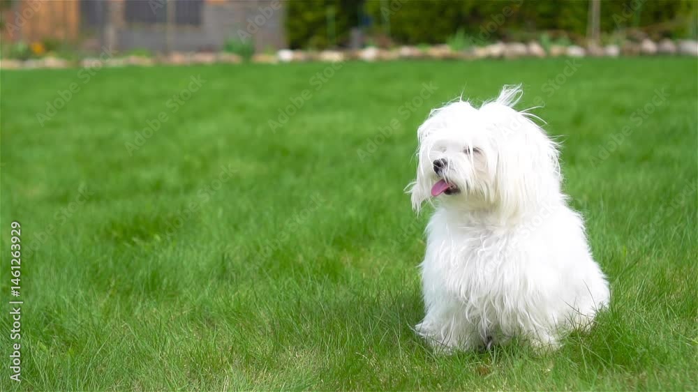 Small White Puppy Small White Puppy