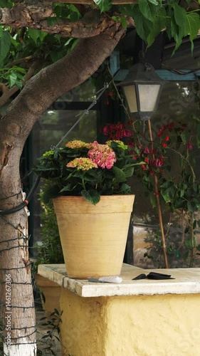 Close-up shot of a potted hydrangea on a stone ledge in Athens, Greece. Peaceful garden setting in front of a rustic building. No people, warm daylight, summer atmosphere