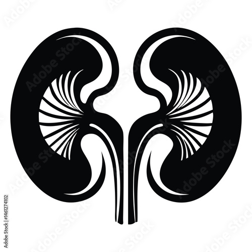 Black silhouette of a kidney, Human kidney anatomy. Kidney medical science vector illustration. Internal human organ: kidney, ureter and tract, renal artery, aorta and vein