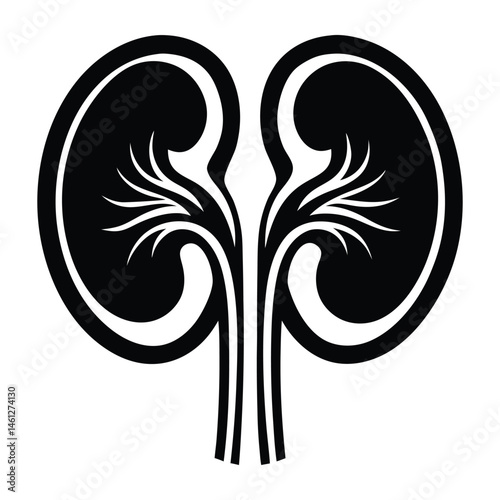 Black silhouette of a kidney, Human kidney anatomy. Kidney medical science vector illustration. Internal human organ: kidney, ureter and tract, renal artery, aorta and vein