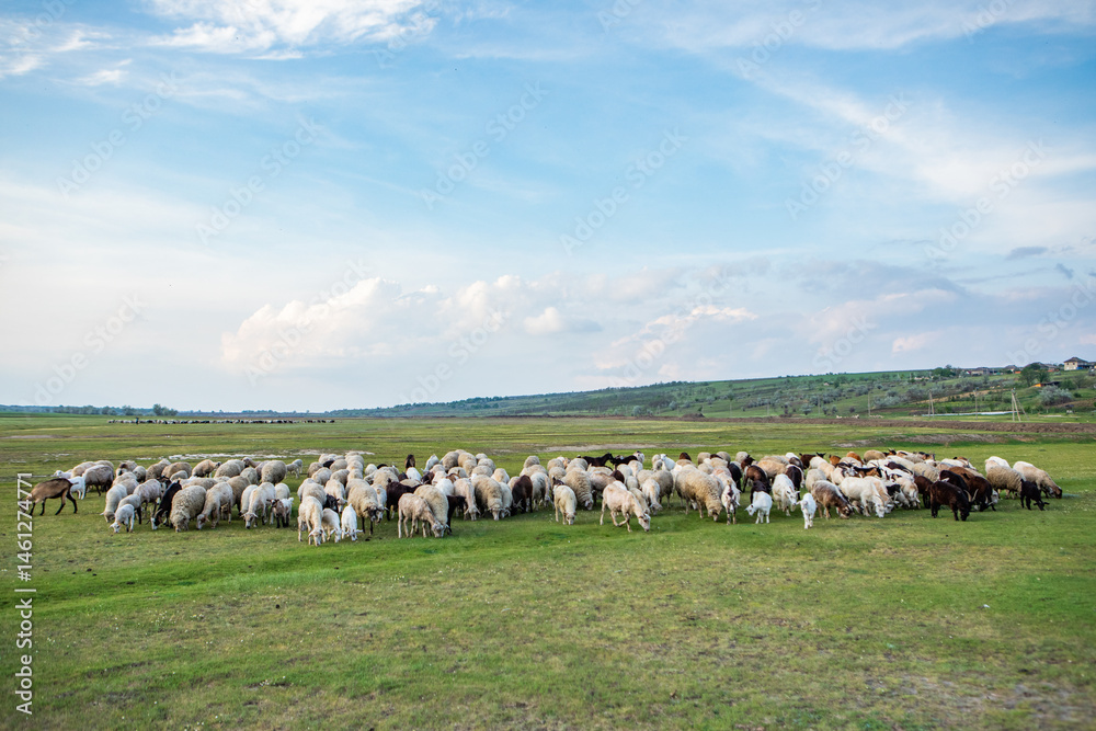 Herd of sheep grazing on a green meadow in the village in Republic of Moldova.